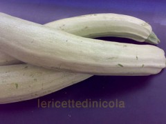 zucchine.jpg